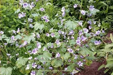 Malva sylvestris 'Dema' (Marina)