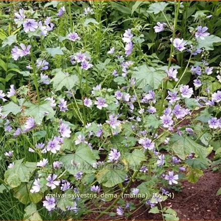 Malva sylvestris 'Dema' (Marina)