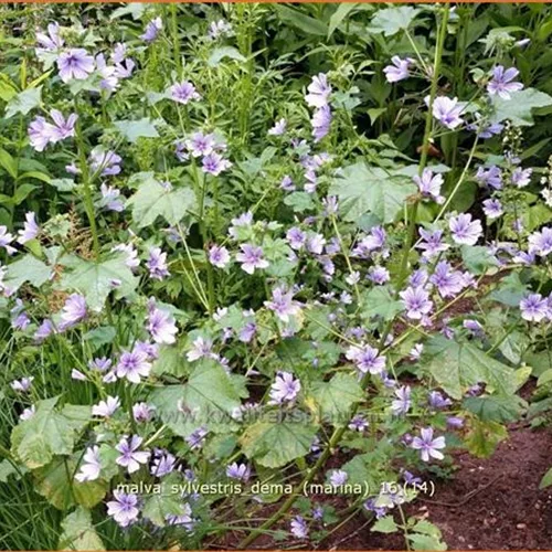 Malva sylvestris 'Dema' (Marina)