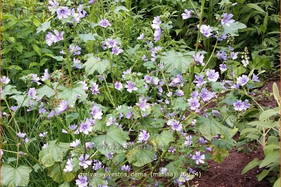 Malva sylvestris 'Dema' (Marina)