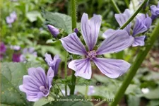Malva sylvestris 'Dema' (Marina)
