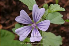Malva sylvestris 'Dema' (Marina)