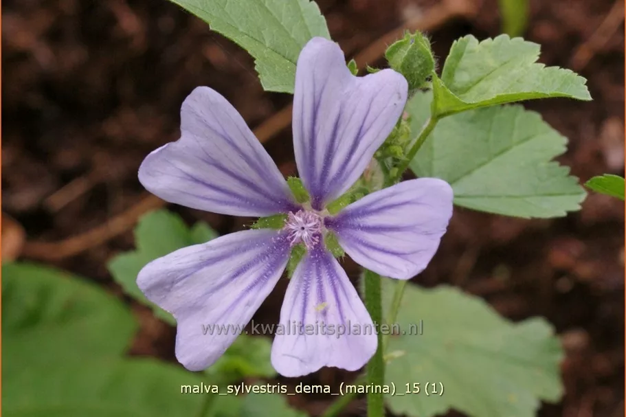 Malva sylvestris 'Dema' (Marina)