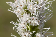 Liatris spicata 'Alba'