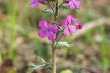 Lunaria annua
