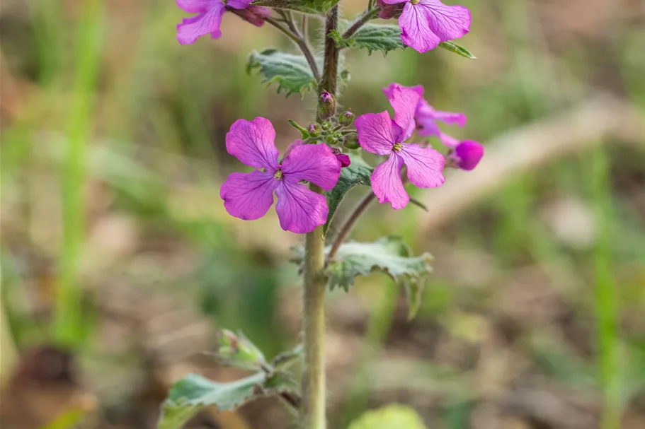 Lunaria annua