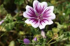 Malva sylvestris 'Zebrina'