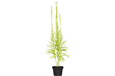 Liatris spicata 'Alba'