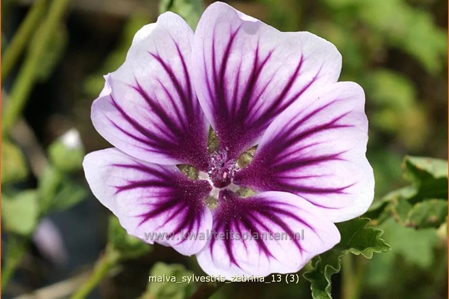 Malva sylvestris 'Zebrina'