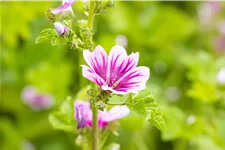 Malva sylvestris 'Zebrina'