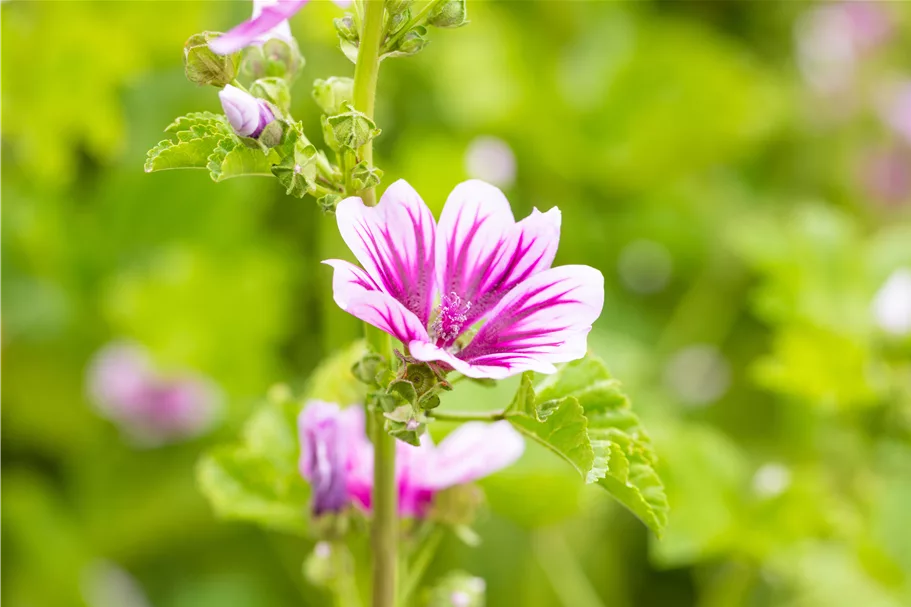 Malva sylvestris 'Zebrina'