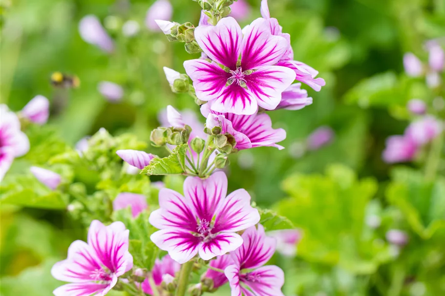 Malva sylvestris 'Zebrina'