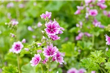 Malva sylvestris 'Zebrina'