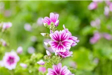 Malva sylvestris 'Zebrina'