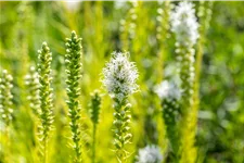 Liatris spicata 'Alba'