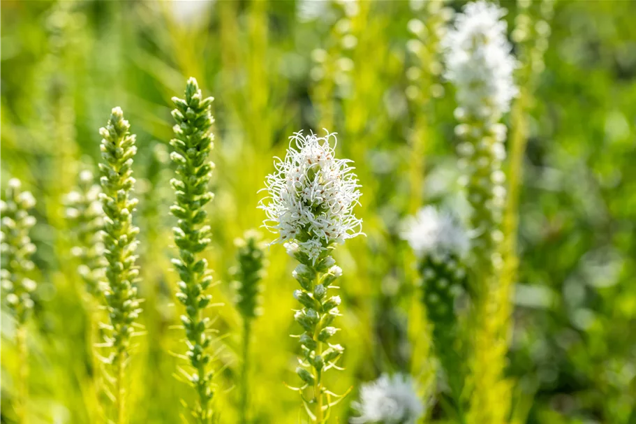 Liatris spicata 'Alba'