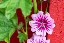 Malva sylvestris 'Zebrina'