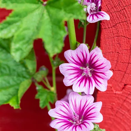 Malva sylvestris 'Zebrina'