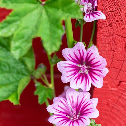Malva sylvestris 'Zebrina'