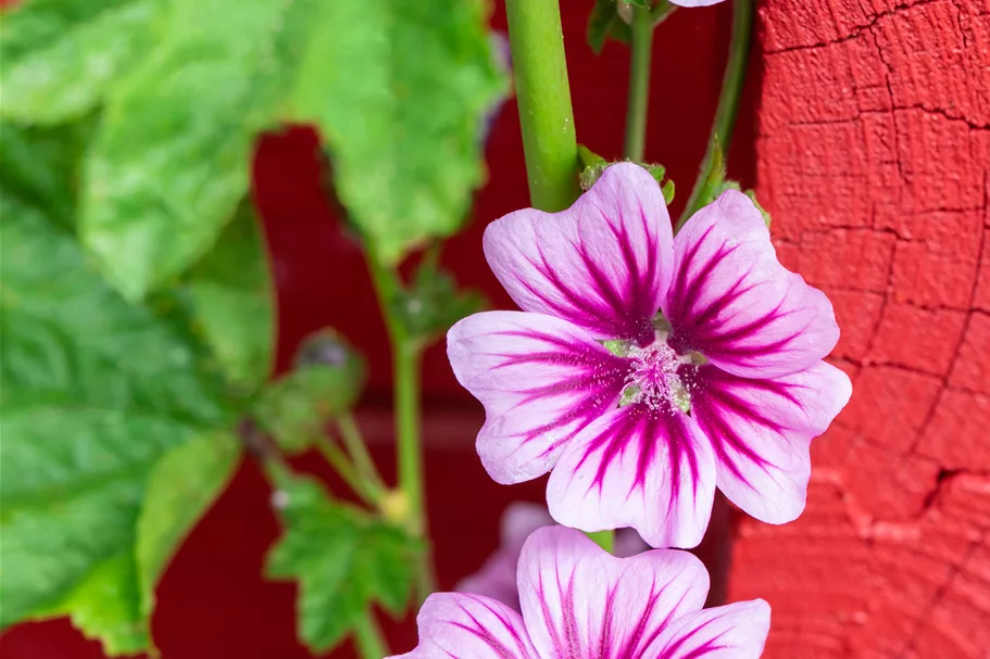 Malva sylvestris 'Zebrina'