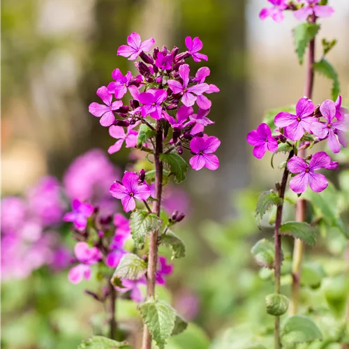 Lunaria annua
