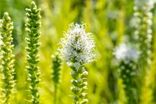 Liatris spicata 'Alba'