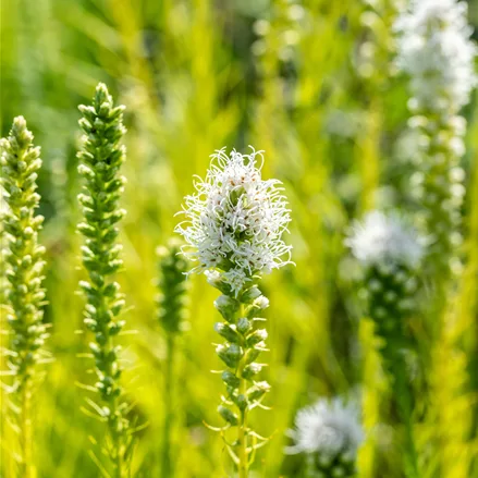 Liatris spicata 'Alba'