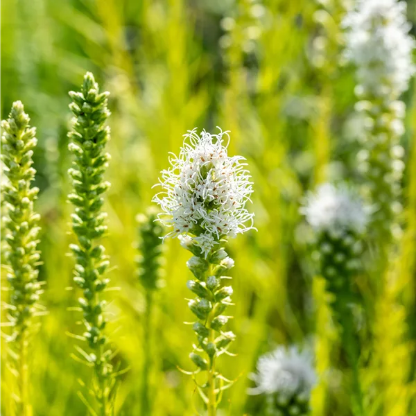 Liatris spicata 'Alba'