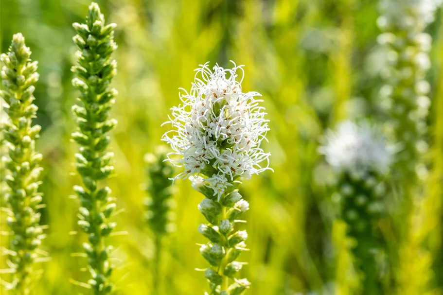 Liatris spicata 'Alba'
