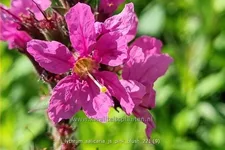 Lythrum salicaria 'JS Pink Blush'