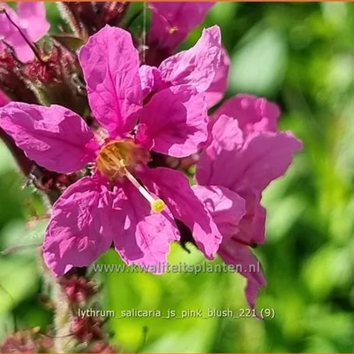 Lythrum salicaria 'JS Pink Blush'