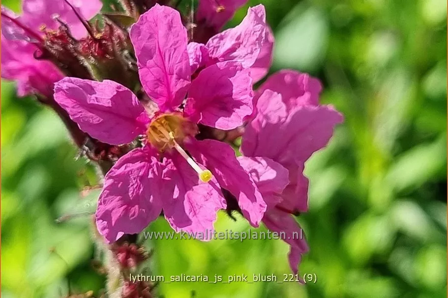 Lythrum salicaria 'JS Pink Blush'