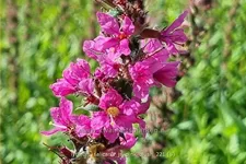 Lythrum salicaria 'JS Pink Blush'