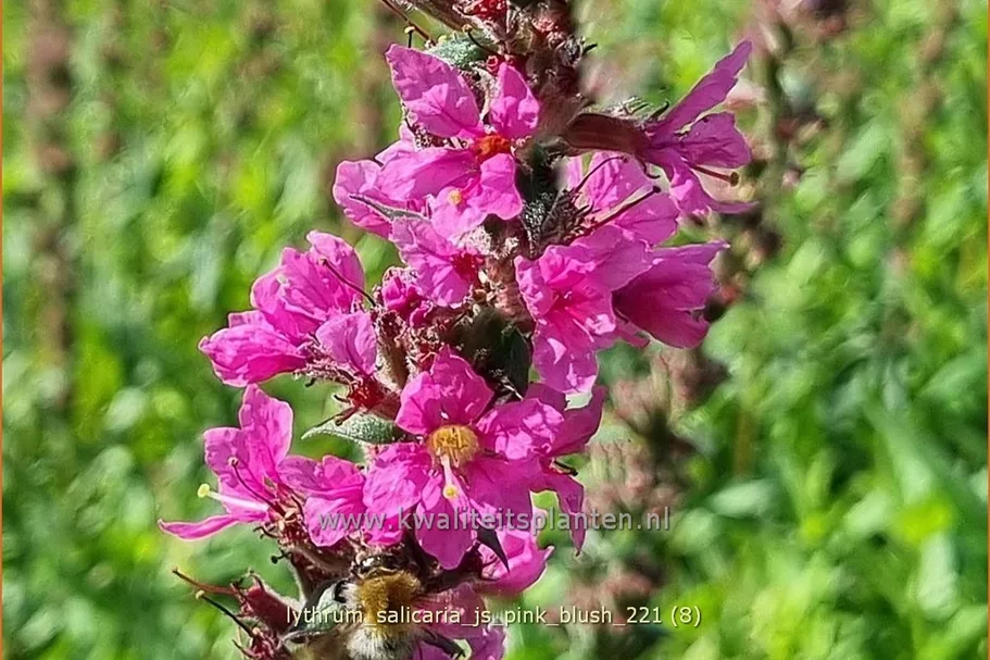 Lythrum salicaria 'JS Pink Blush'