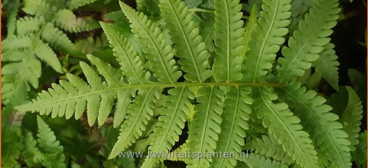 Matteuccia orientalis