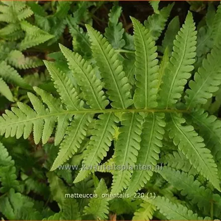 Matteuccia orientalis