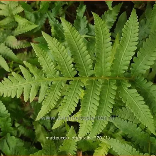 Matteuccia orientalis