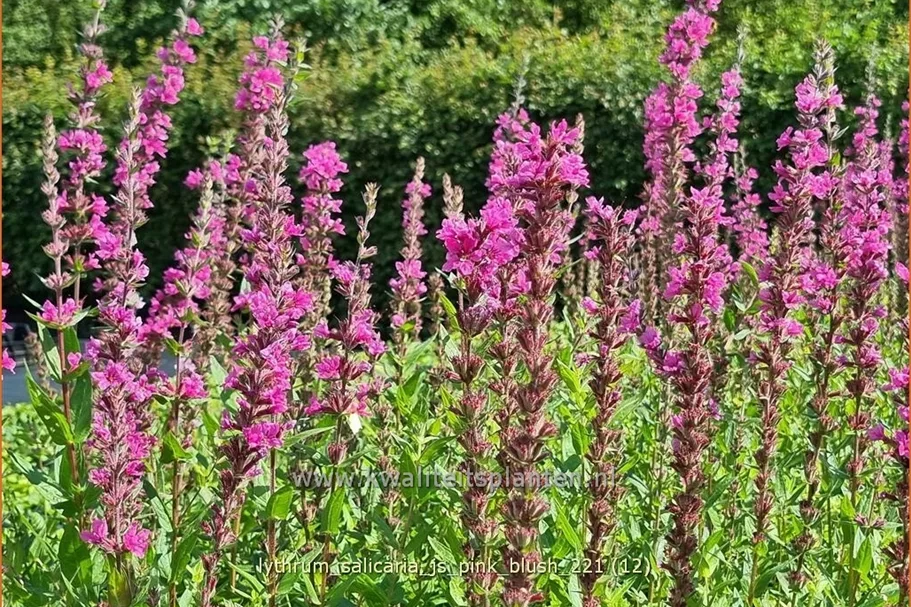 Lythrum salicaria 'JS Pink Blush'