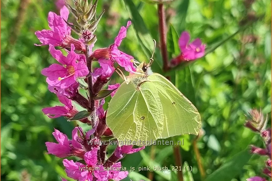 Lythrum salicaria 'JS Pink Blush'