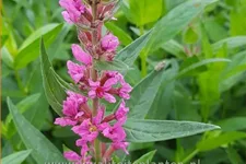 Lythrum salicaria 'JS Pink Blush'