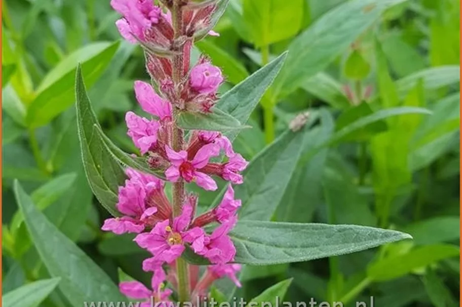 Lythrum salicaria 'JS Pink Blush'