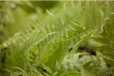 Matteuccia struthiopteris