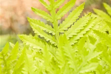 Matteuccia struthiopteris