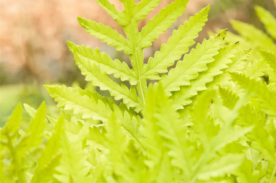 Matteuccia struthiopteris