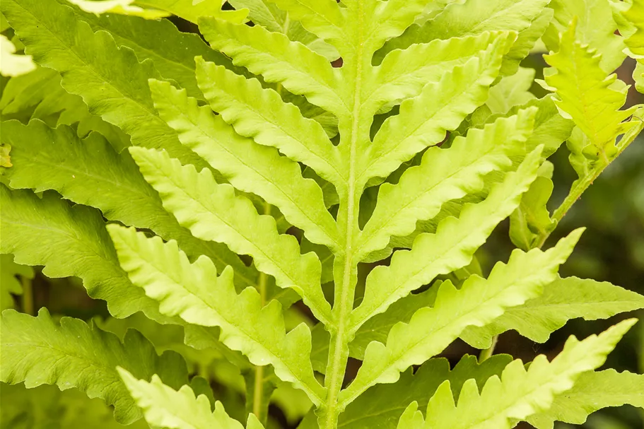 Matteuccia struthiopteris