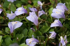 Mazus reptans