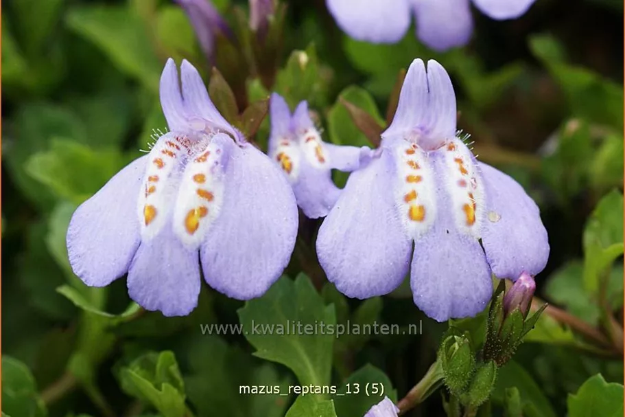 Mazus reptans