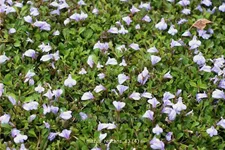 Mazus reptans