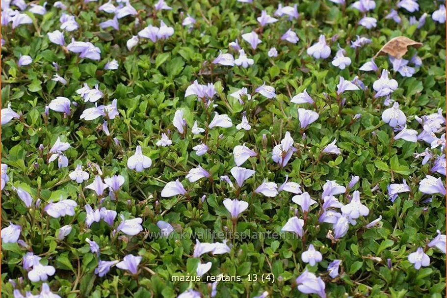 Mazus reptans