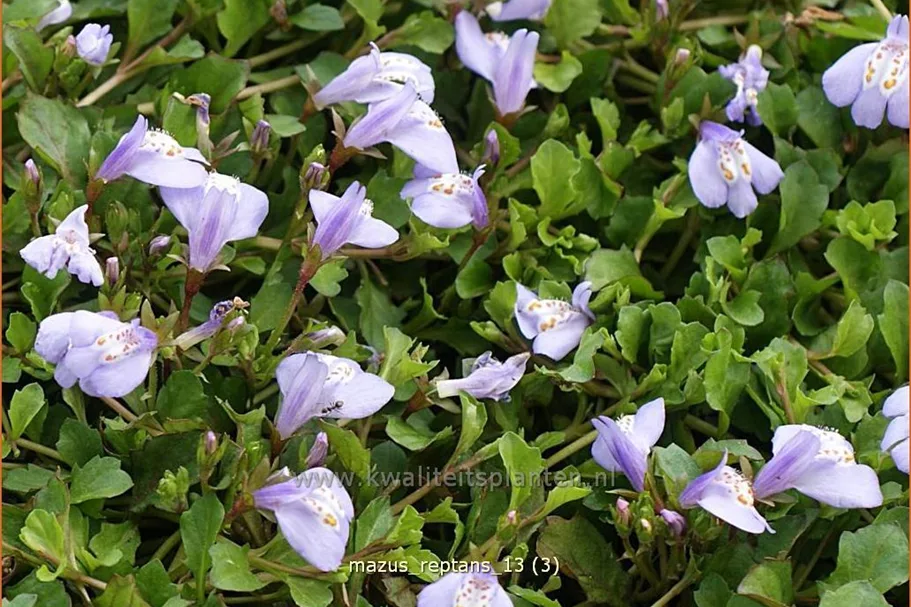 Mazus reptans